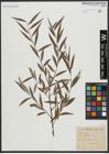 Foto von Salix alba L.